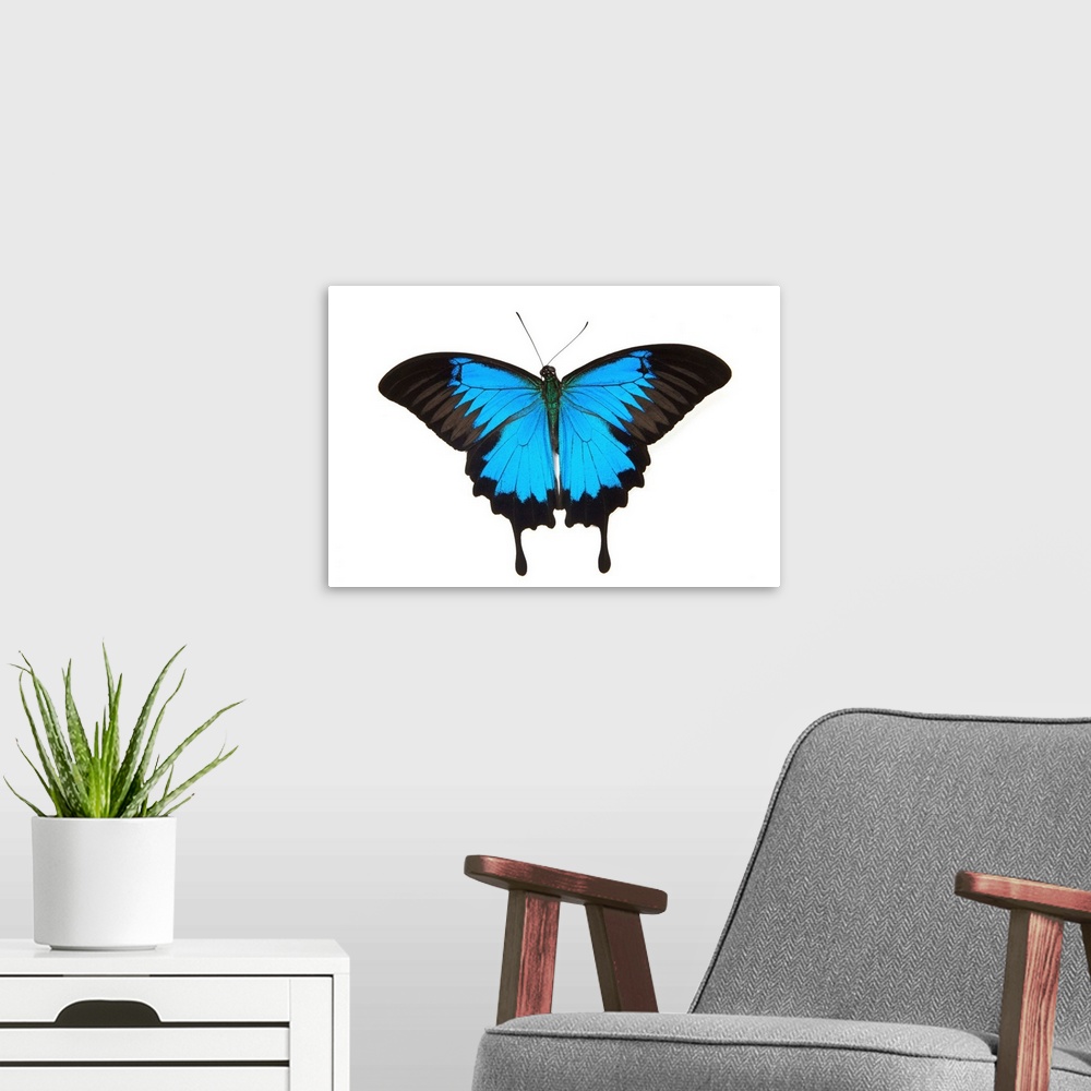 A modern room featuring Mountain Blue Swallowtail Butterfly from Australia, Papilio Uysses, male study against white back...