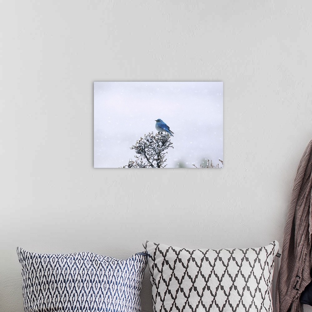 A bohemian room featuring Mountain Bluebird on tree in snow.