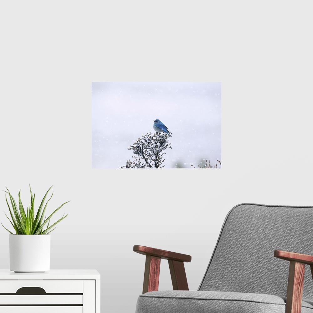 A modern room featuring Mountain Bluebird on tree in snow.