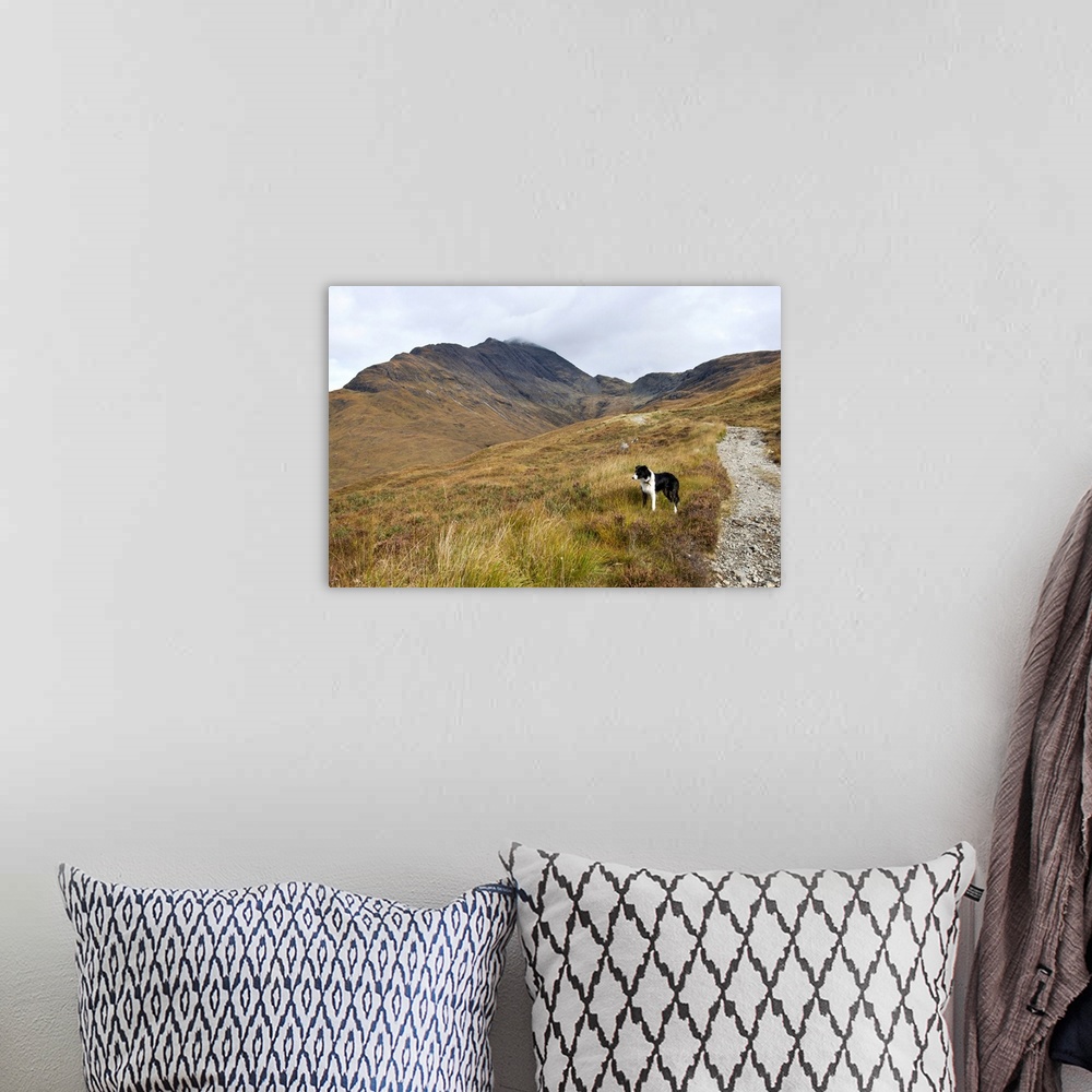 A bohemian room featuring A Border Collie out exploring the Scottish mountain scenery on the Isle of Skye.Taken beside the ...