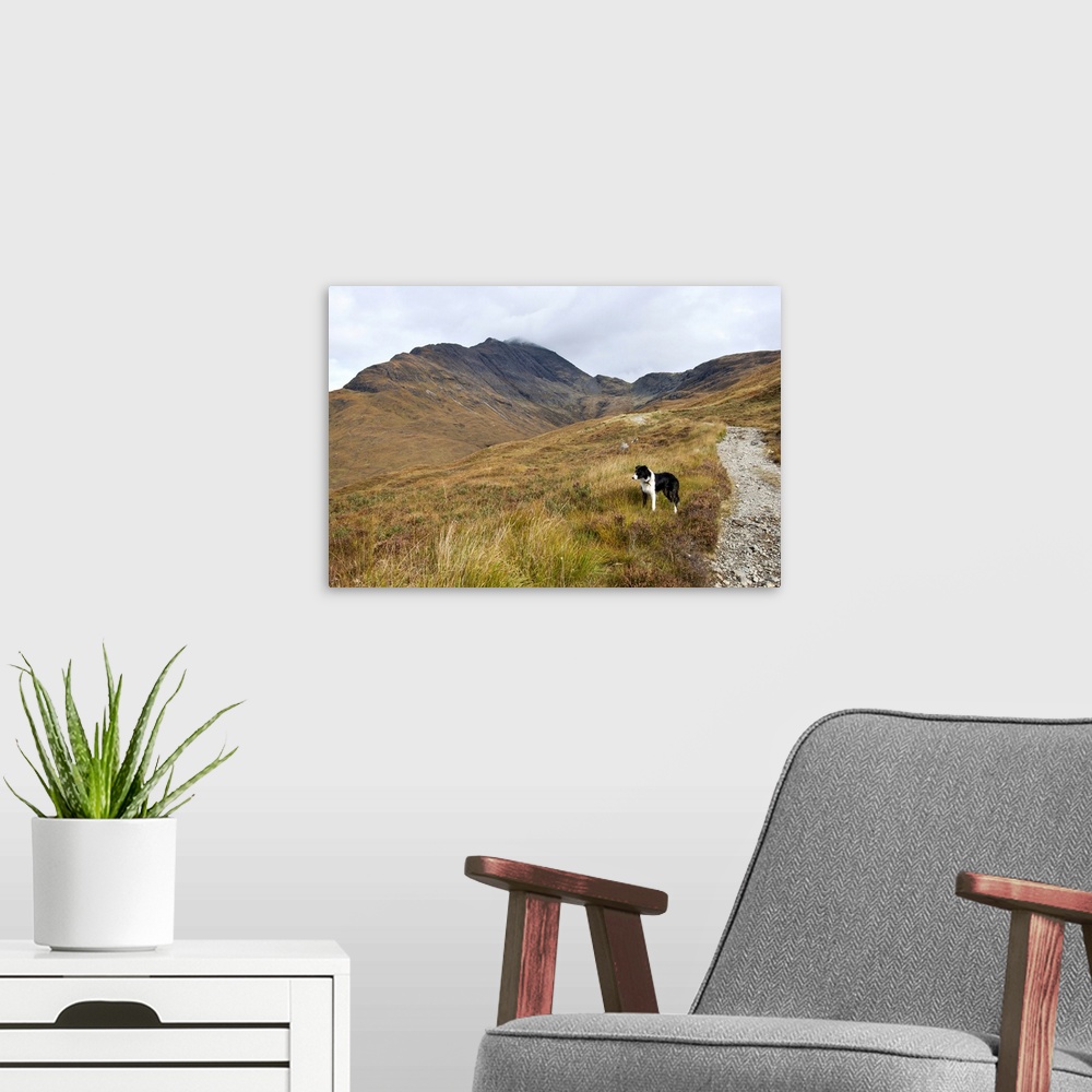 A modern room featuring A Border Collie out exploring the Scottish mountain scenery on the Isle of Skye.Taken beside the ...