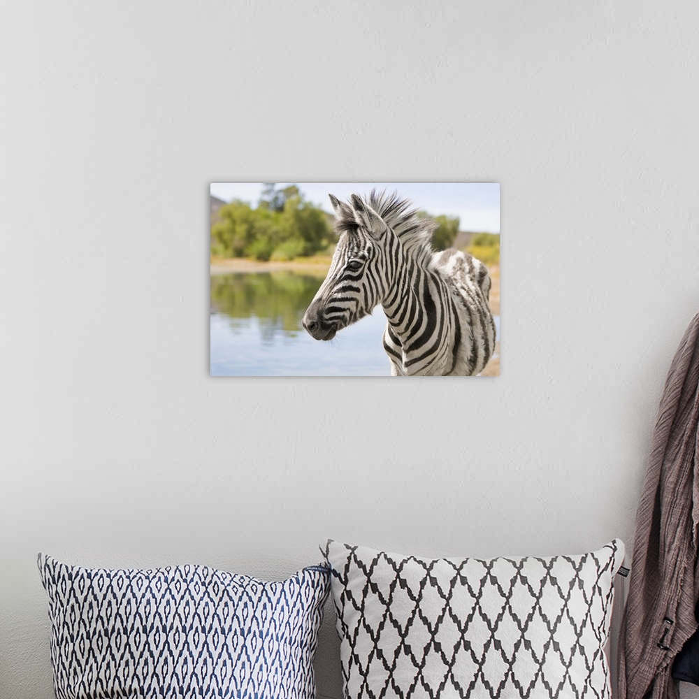 A bohemian room featuring An adolescent mountain zebra (Equus zebra) stands near a watering hole in the Klein Karoo, Wester...