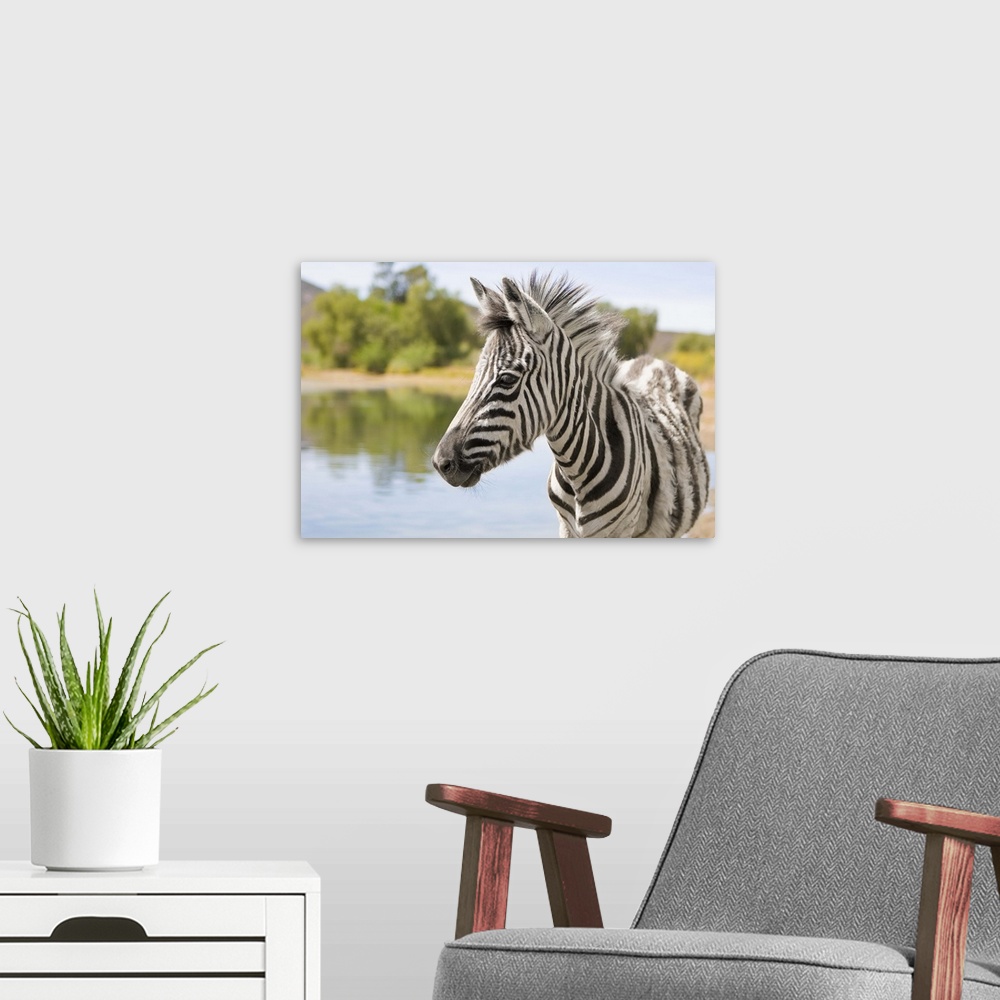 A modern room featuring An adolescent mountain zebra (Equus zebra) stands near a watering hole in the Klein Karoo, Wester...