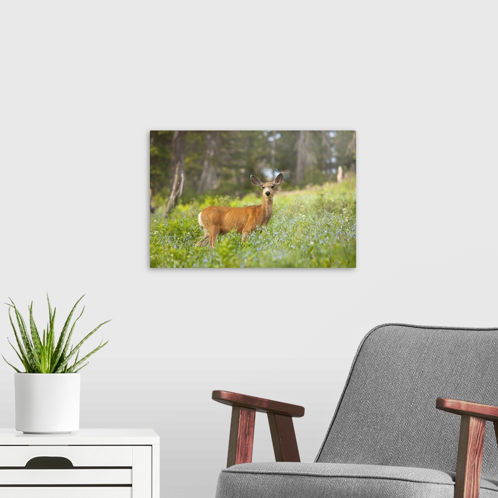 A modern room featuring Mule Deer (Odocoileus hemionus) in meadow