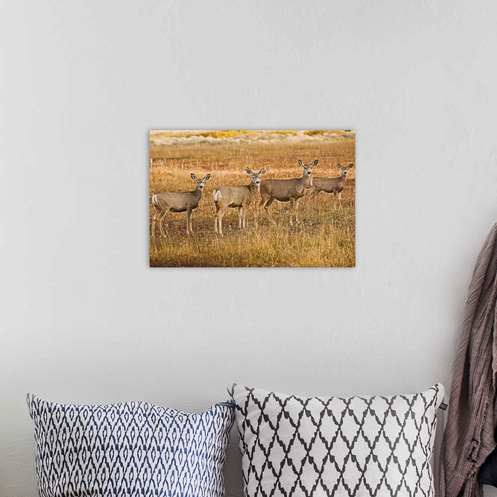 A bohemian room featuring Mule deer (Odocoileus hemionus) One on left with a strange look on face