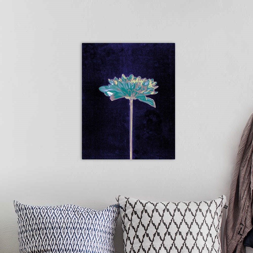 A bohemian room featuring Chrysanthemum flower against a mottled blue-black background.