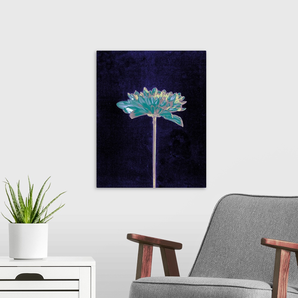 A modern room featuring Chrysanthemum flower against a mottled blue-black background.