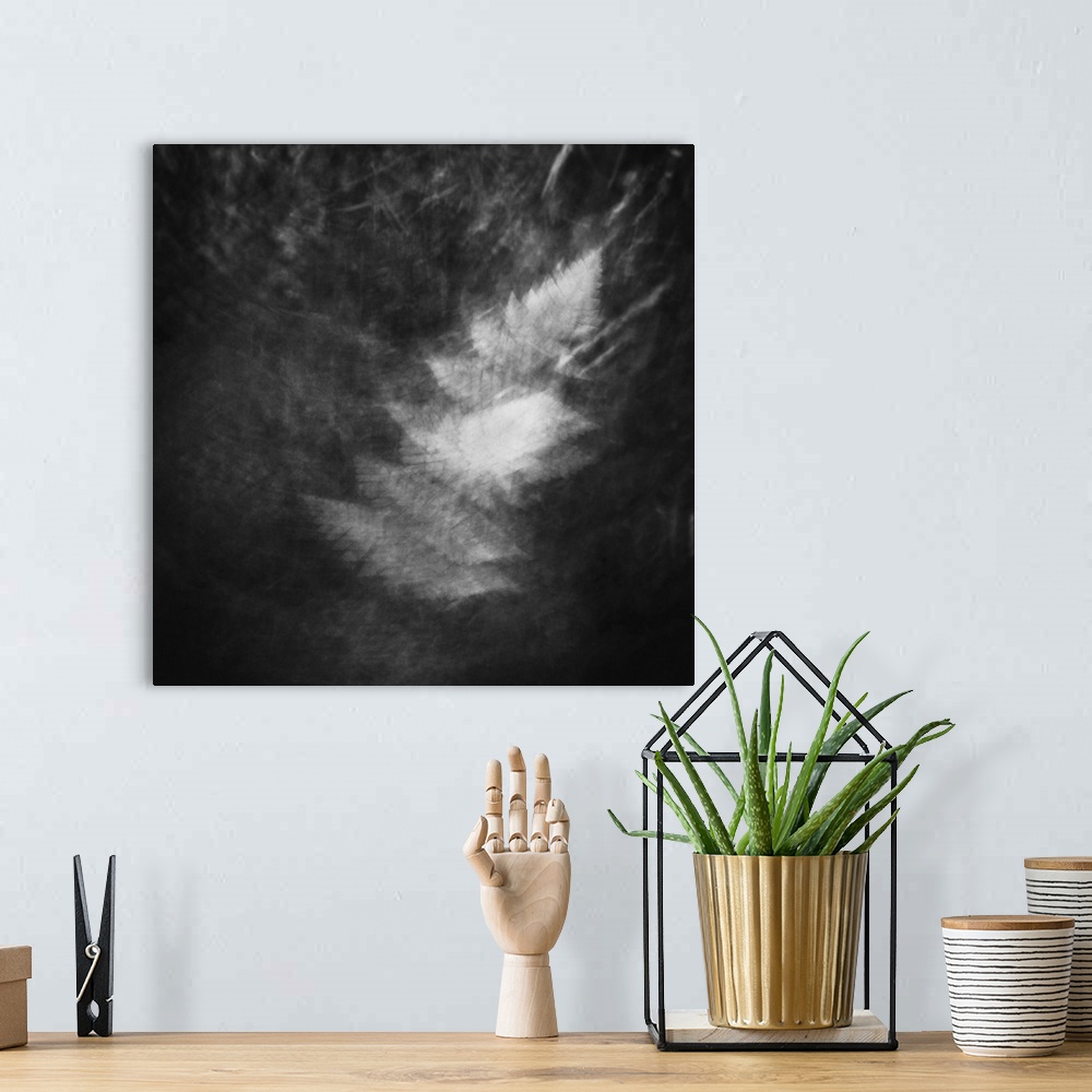 A bohemian room featuring Monochrome multiple exposure of fern leaf in Aokigahara forest, Yamanashi prefecture, Japan.