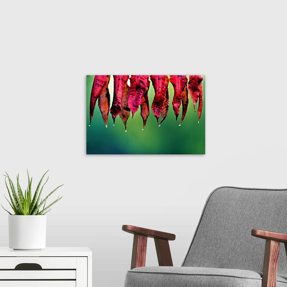 A modern room featuring Red leaves of Nana Nandinas after the morning rain, hanging against a blurred background of green...