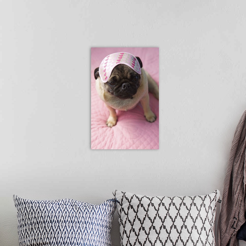 A bohemian room featuring Pug dog with eye mask on head sitting on bed, elevated view