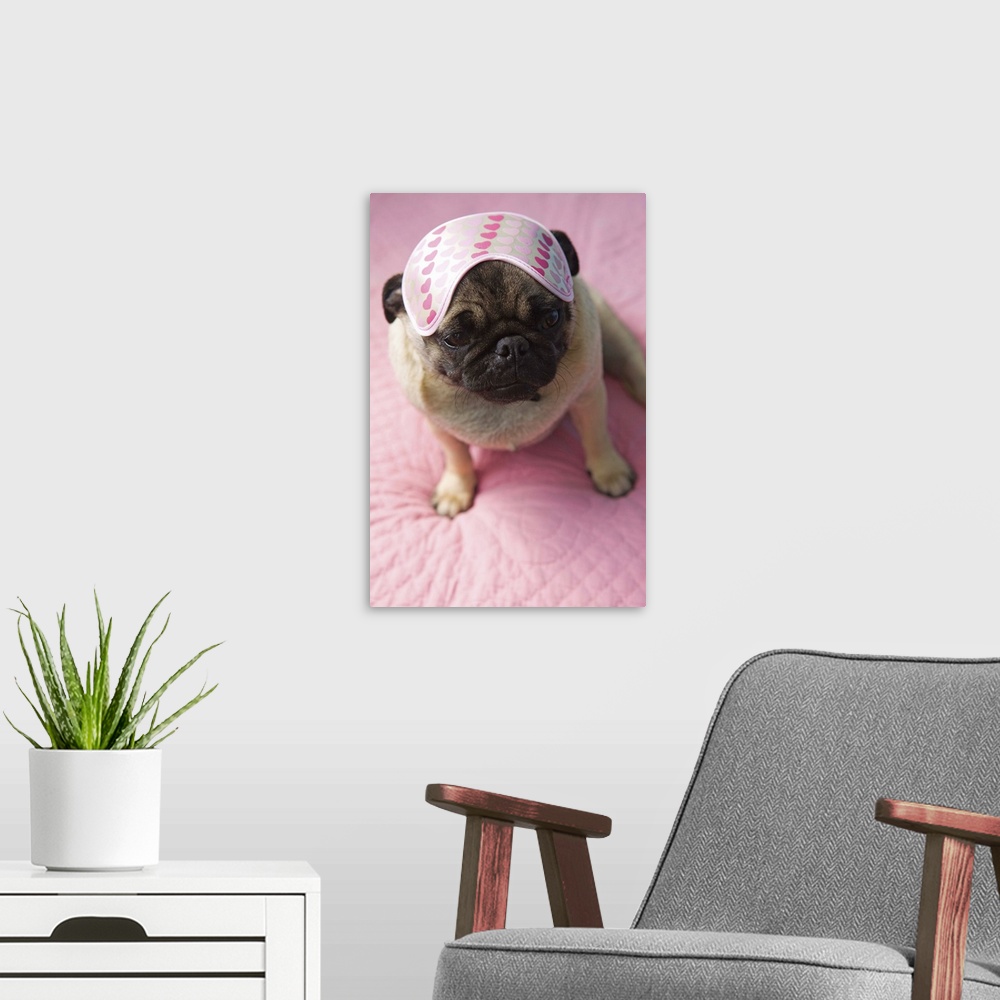 A modern room featuring Pug dog with eye mask on head sitting on bed, elevated view