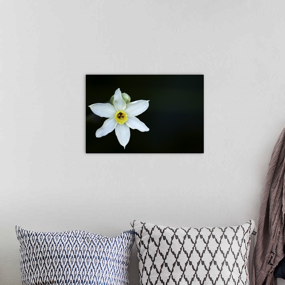 A bohemian room featuring Narcissus on black background.