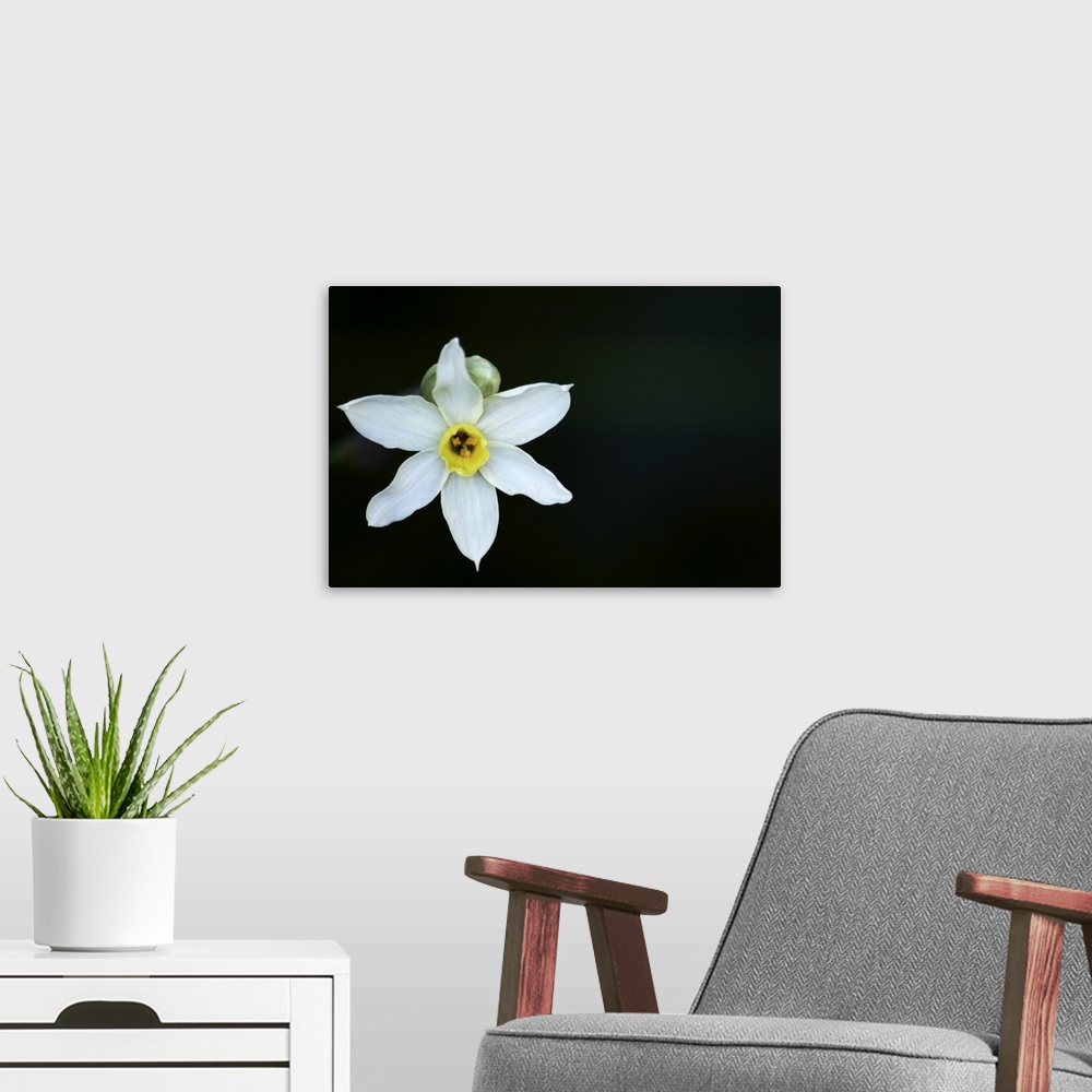 A modern room featuring Narcissus on black background.