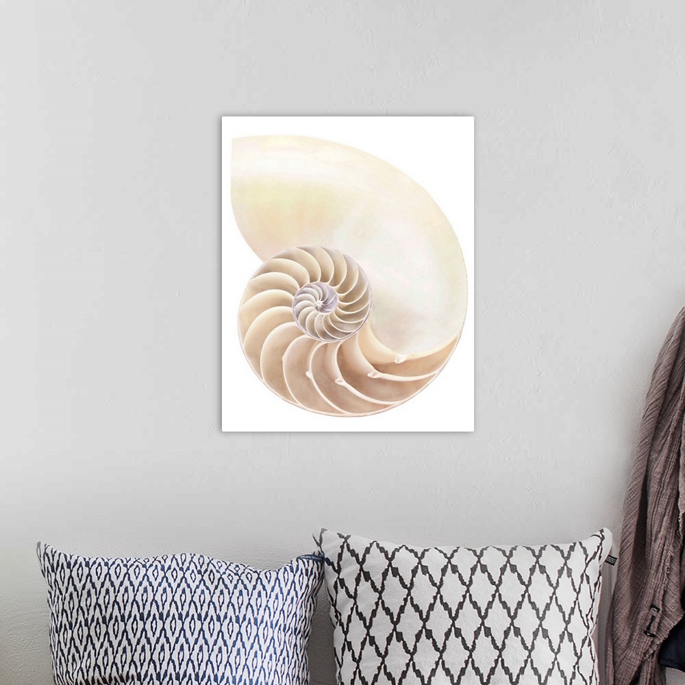 A bohemian room featuring Nautilus shell, close-up