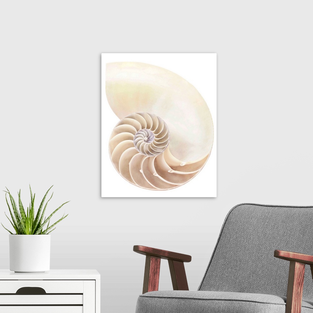 A modern room featuring Nautilus shell, close-up