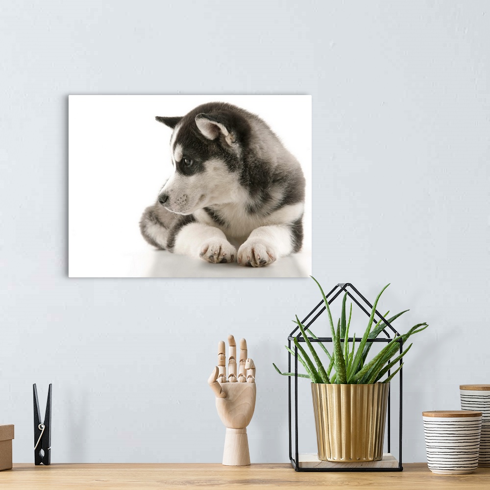 A bohemian room featuring New cute happy fluffy puppy Husky laying down and looking off to the side on set with a white bac...