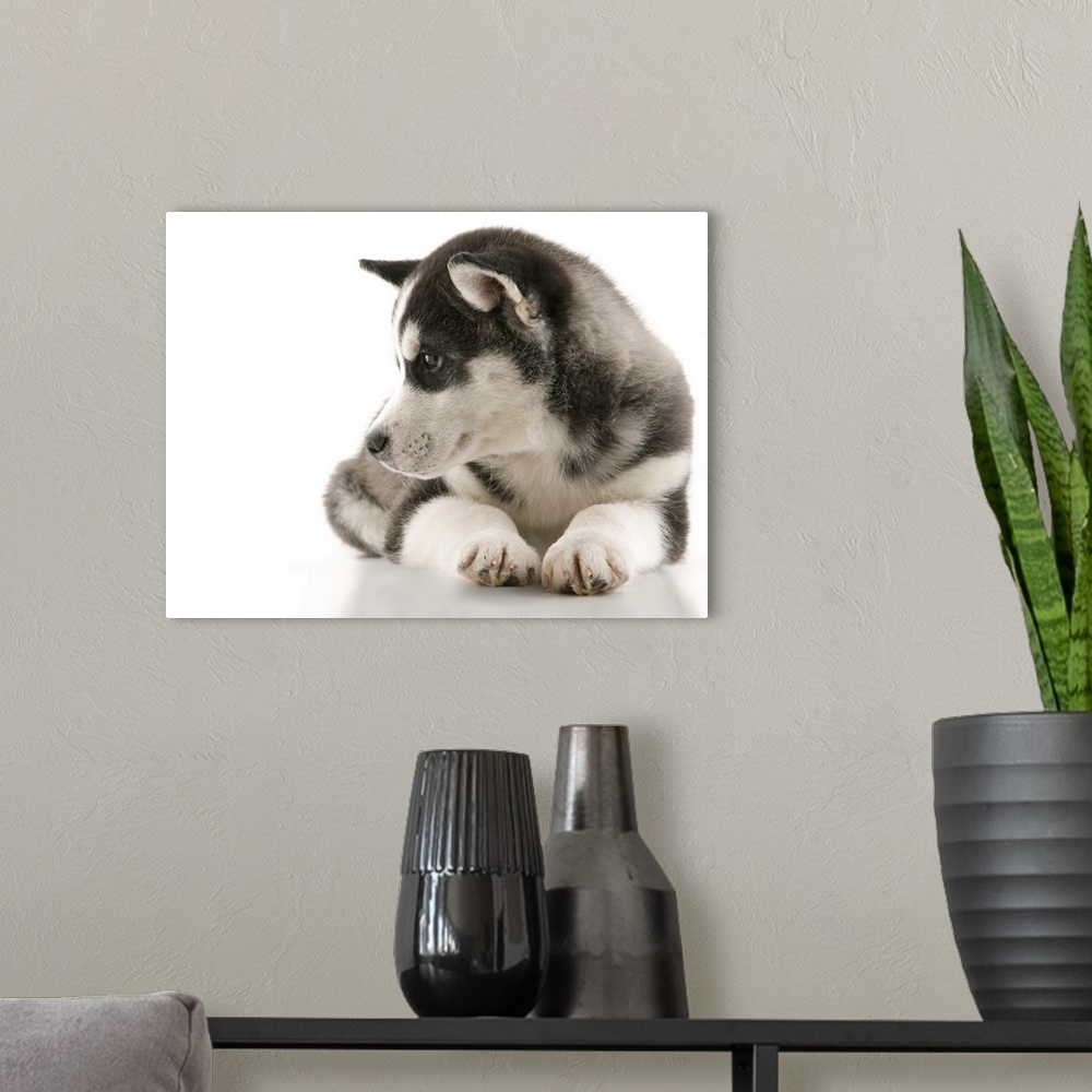 A modern room featuring New cute happy fluffy puppy Husky laying down and looking off to the side on set with a white bac...