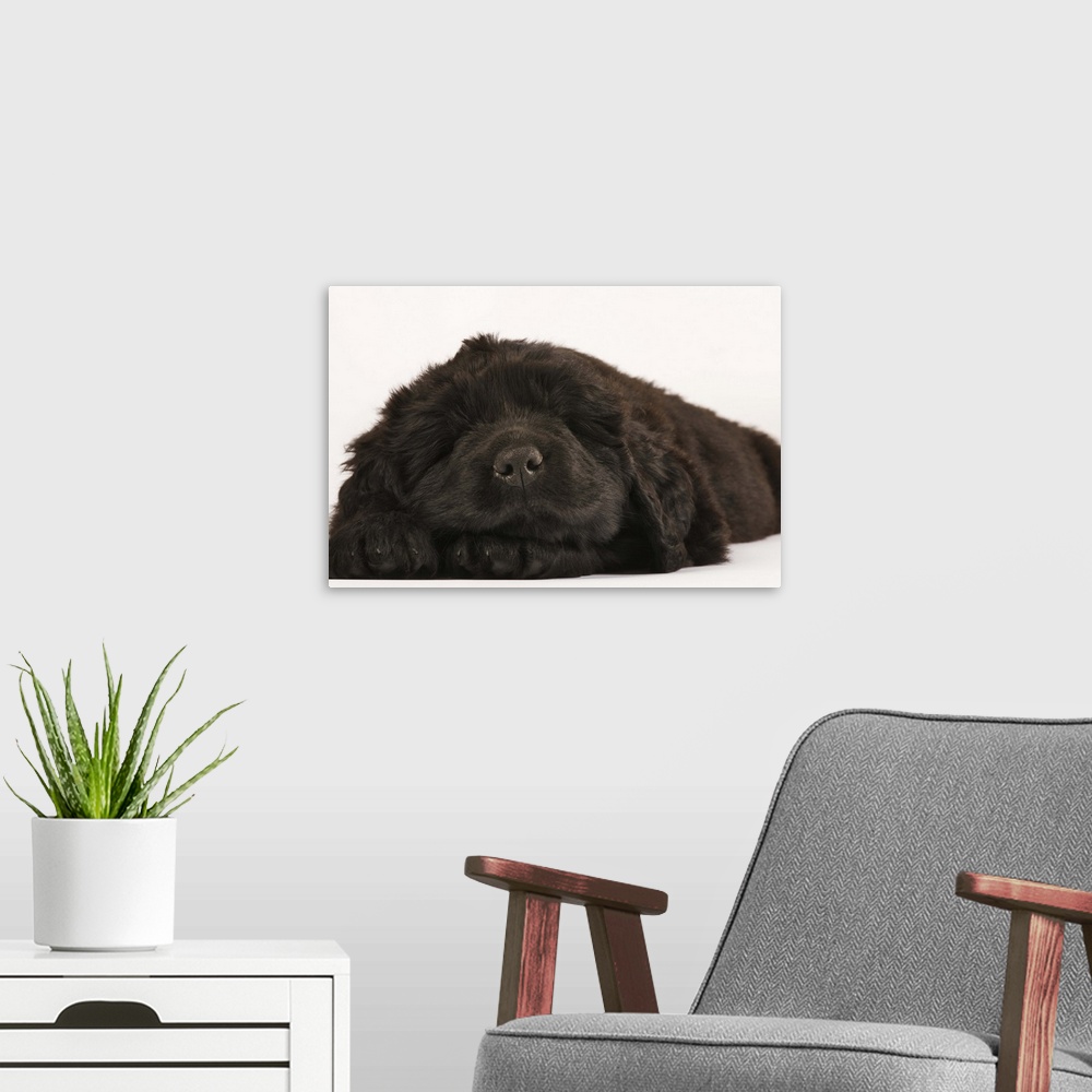 A modern room featuring Newfoundland Puppy sleeping (Canis familiaris). Large, usually black, breed of dog. Originated in...