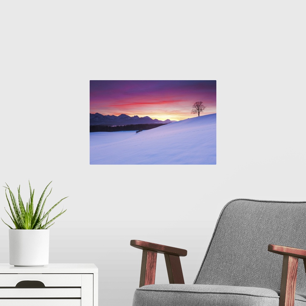 A modern room featuring Oak tree and snow-covered landscape under dramatic sunset in the Allgu Alps, Bavaria, Germany.