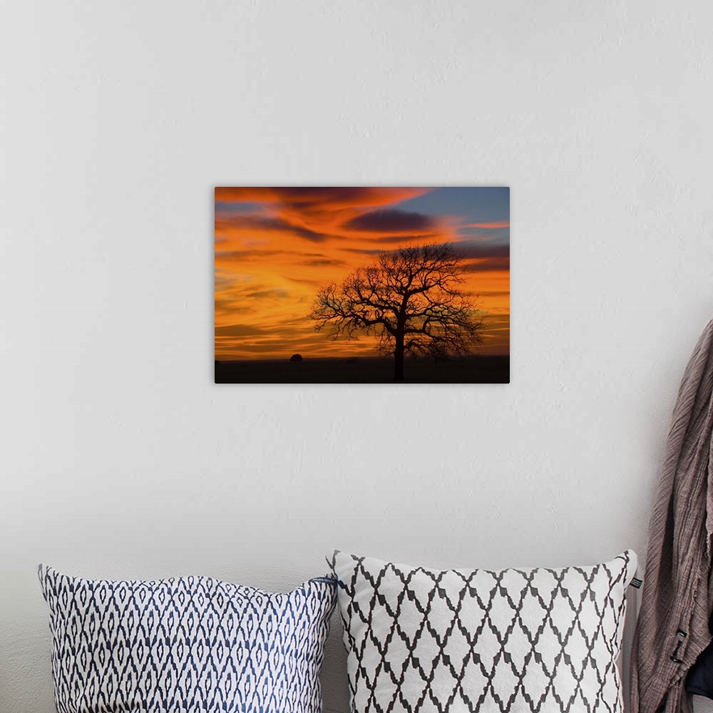 A bohemian room featuring Oak Tree Silhouette in Sunset Texas Sky
