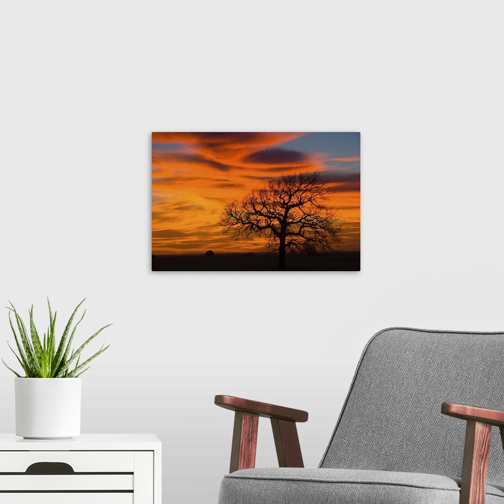 A modern room featuring Oak Tree Silhouette in Sunset Texas Sky