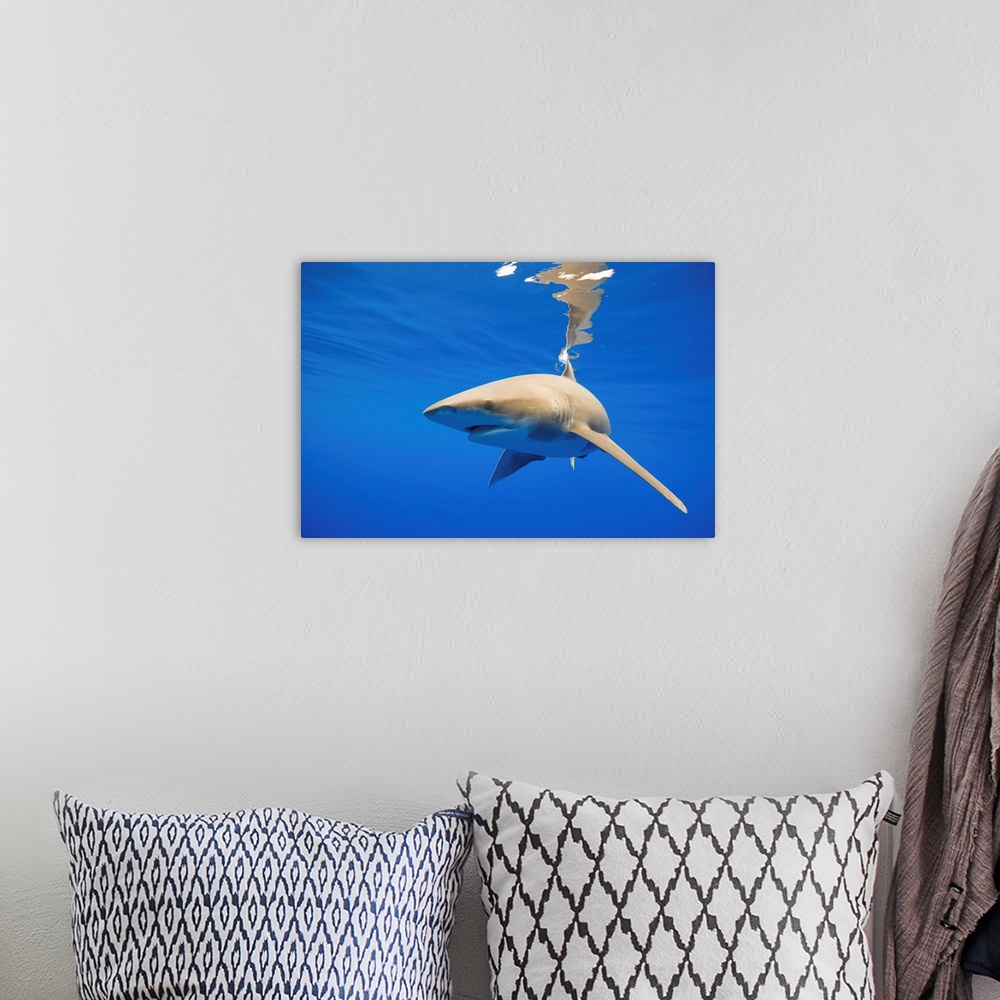 A bohemian room featuring Underwater view of Oceanic whitetip sharks (Carcharhinus longimanus) circling in Pacific Ocean of...