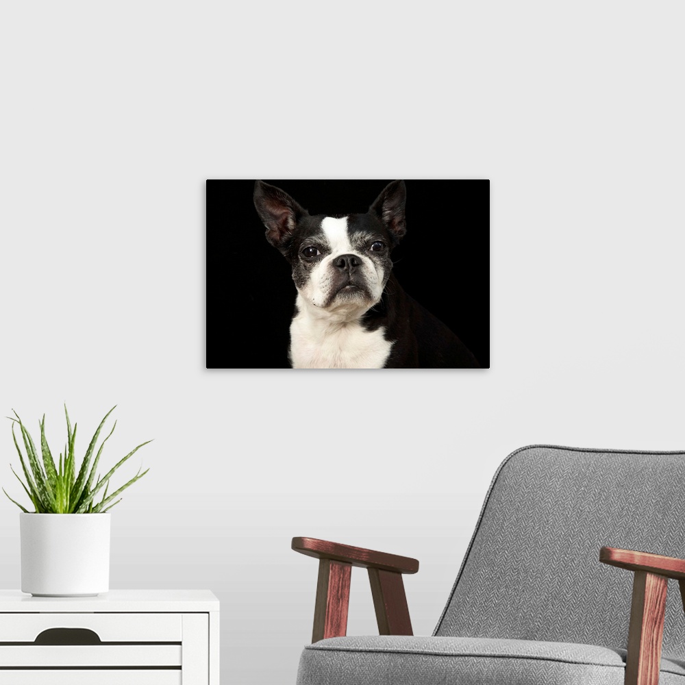 A modern room featuring Older Bosten Terrier on black background.