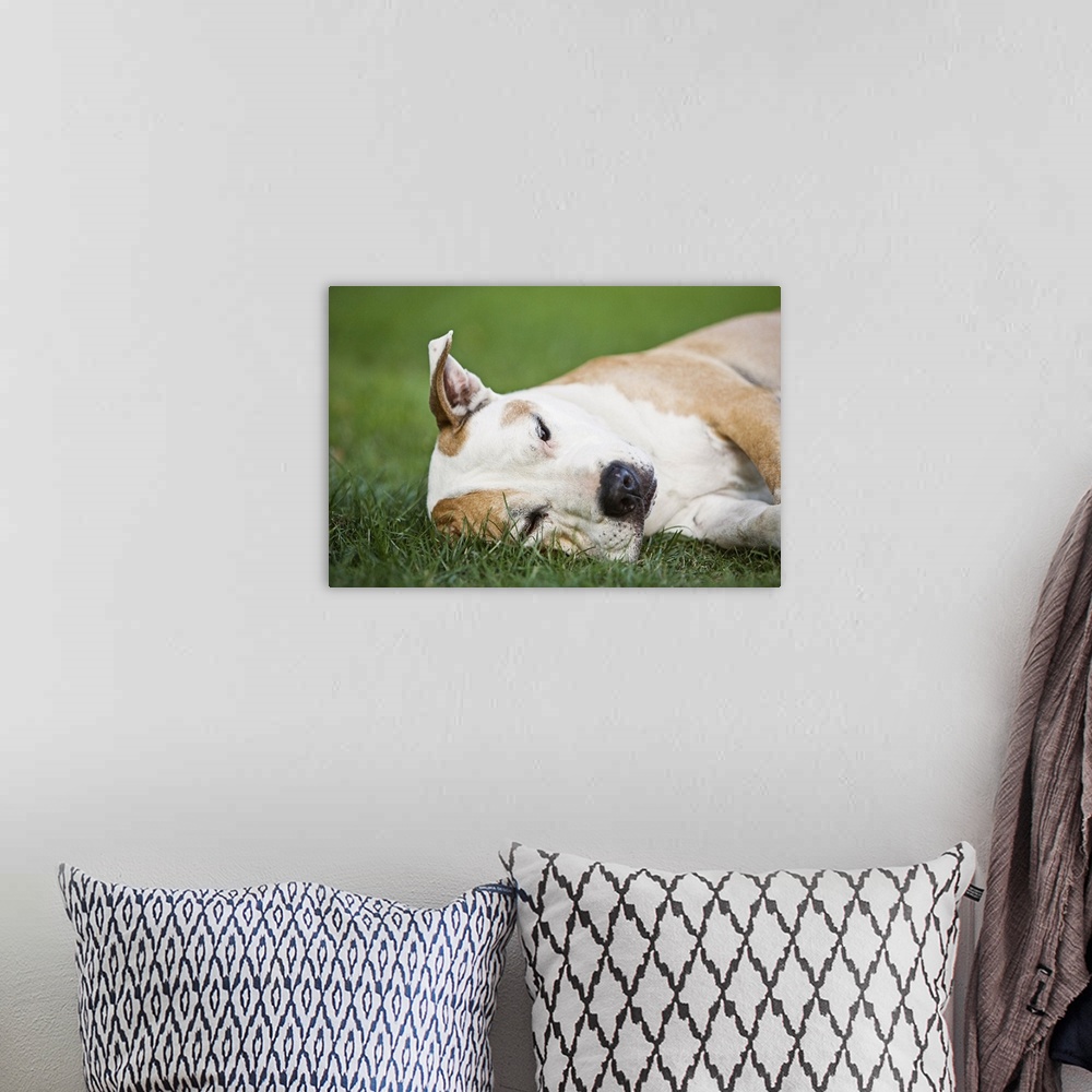 A bohemian room featuring Older Pit Bull resting on grass