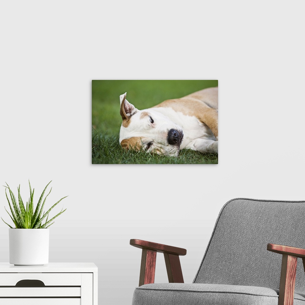 A modern room featuring Older Pit Bull resting on grass