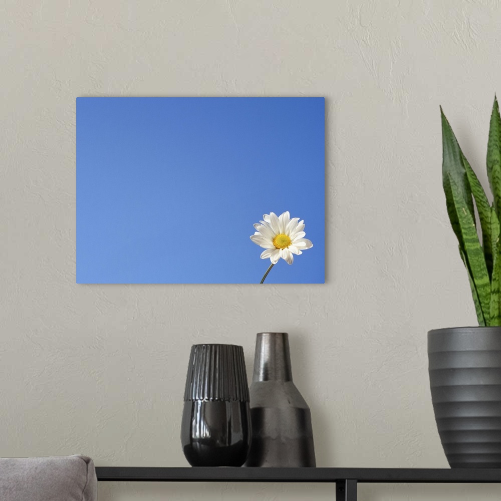 A modern room featuring One daisy against blue sky