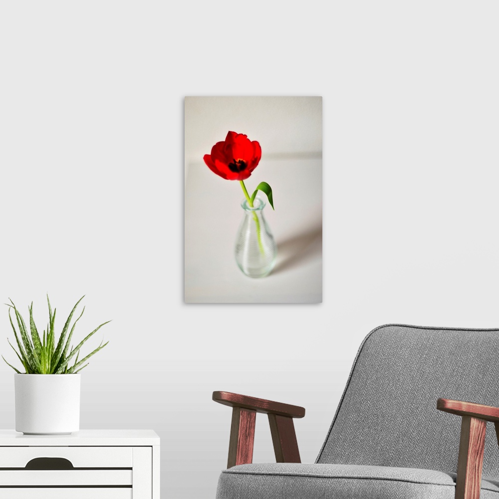A modern room featuring Open red tulip in small glass vase on white table, Netherlands.