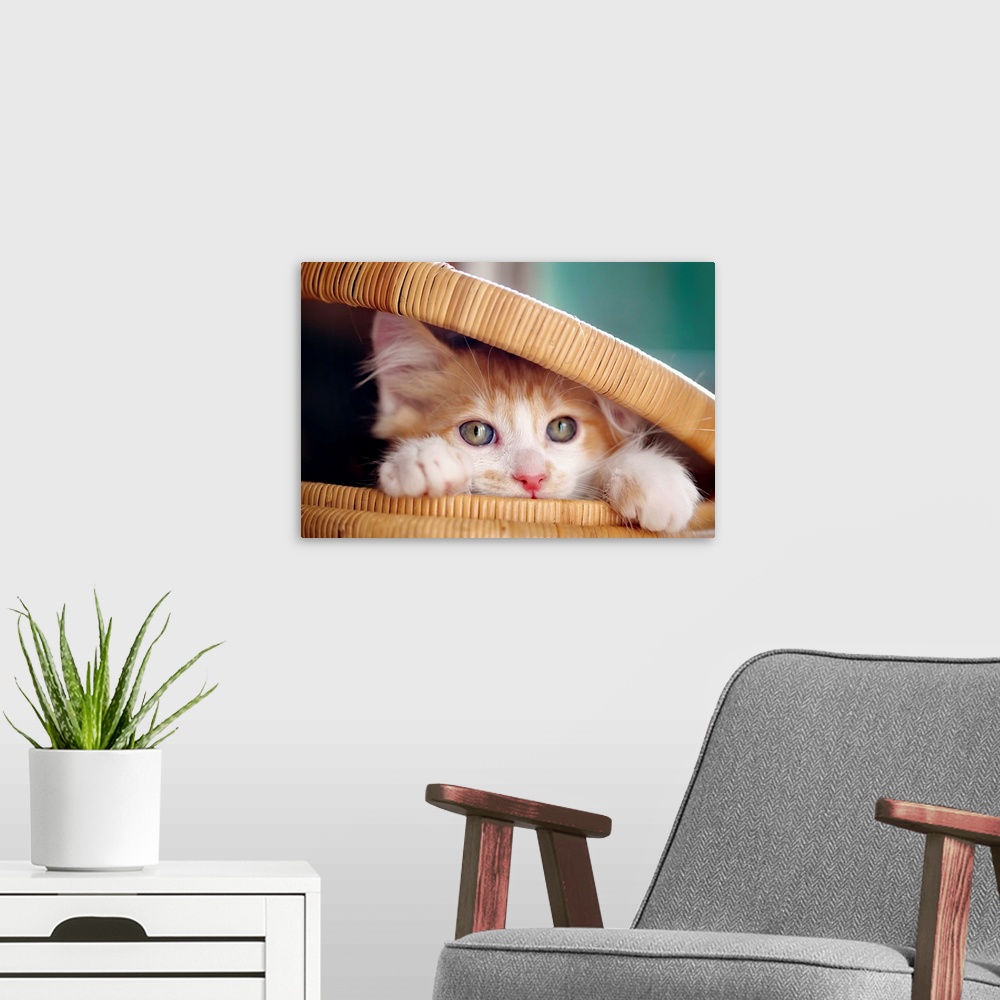 A modern room featuring Orange and white kitten in basket.