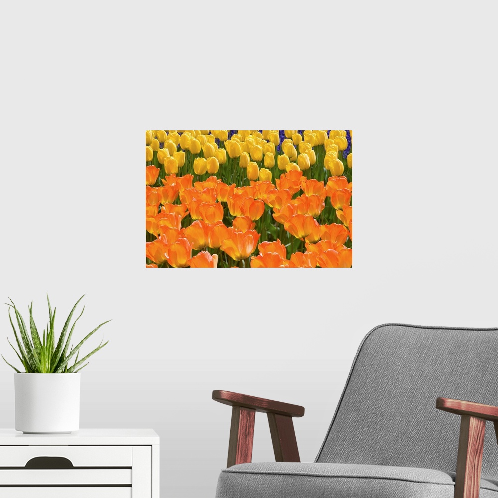 A modern room featuring Orange And Yellow Tulips