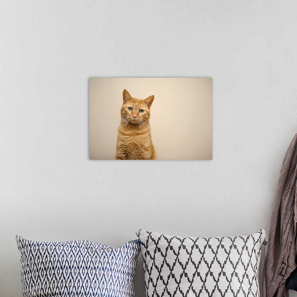 A bohemian room featuring Orange cat in front of wall.