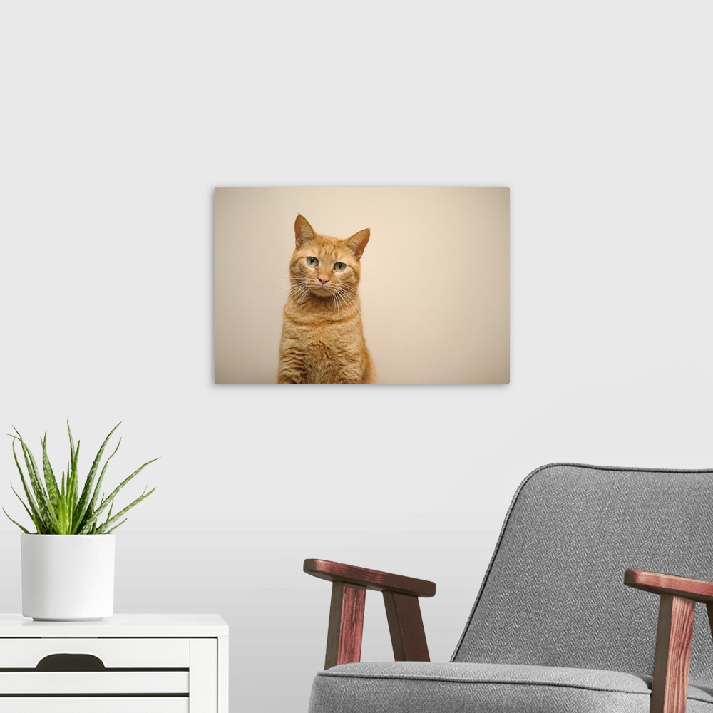 A modern room featuring Orange cat in front of wall.