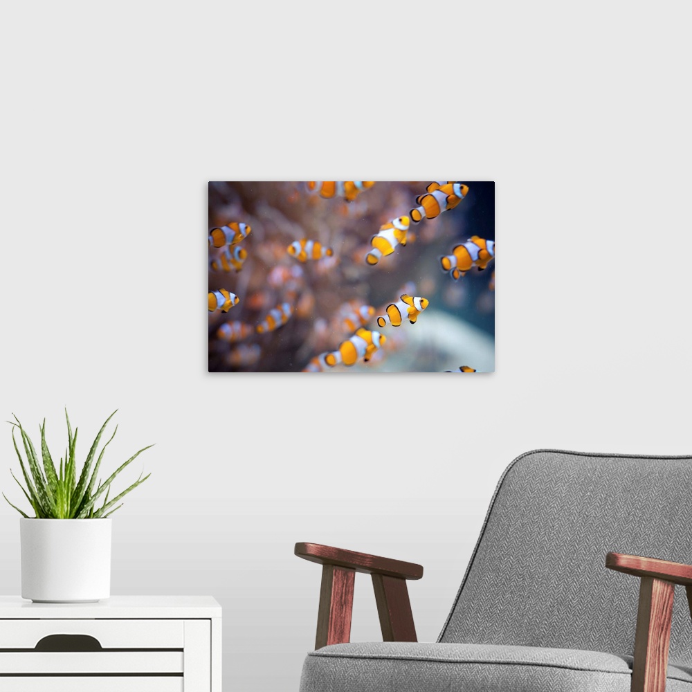 A modern room featuring Orange clown fish in water.