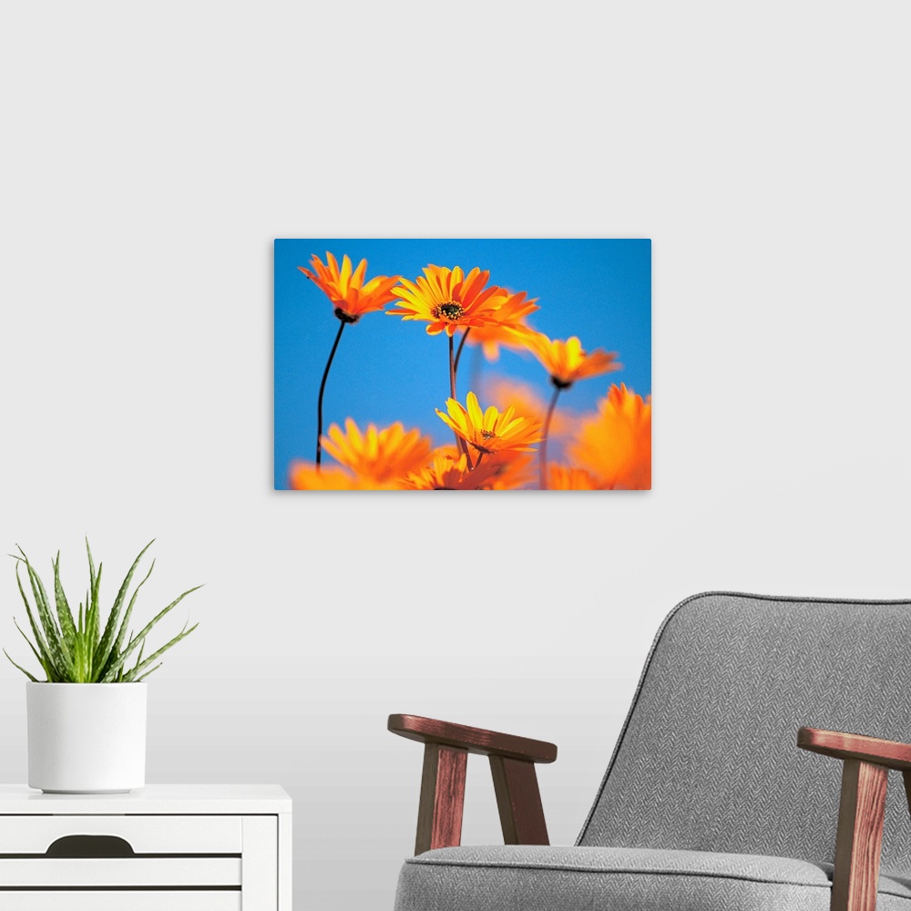 A modern room featuring Orange daisies