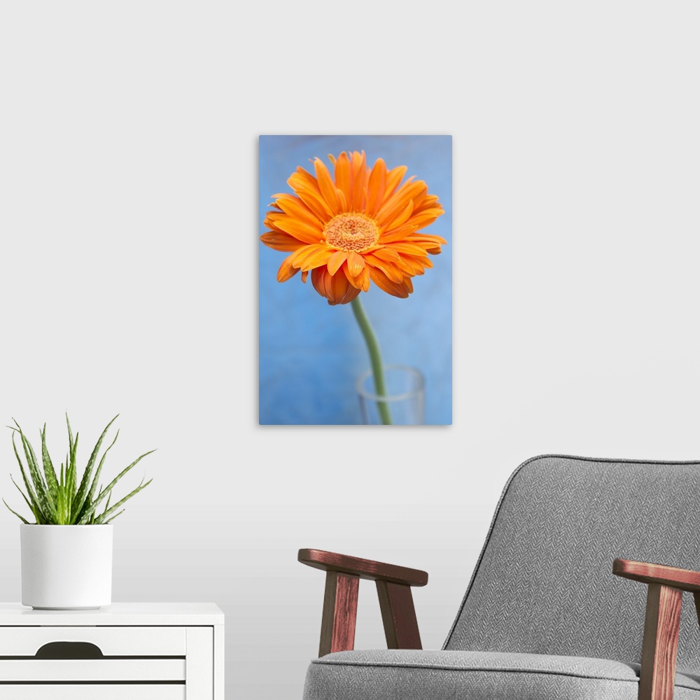 A modern room featuring Orange gerbera daisy in glass vase against blue backdrop.