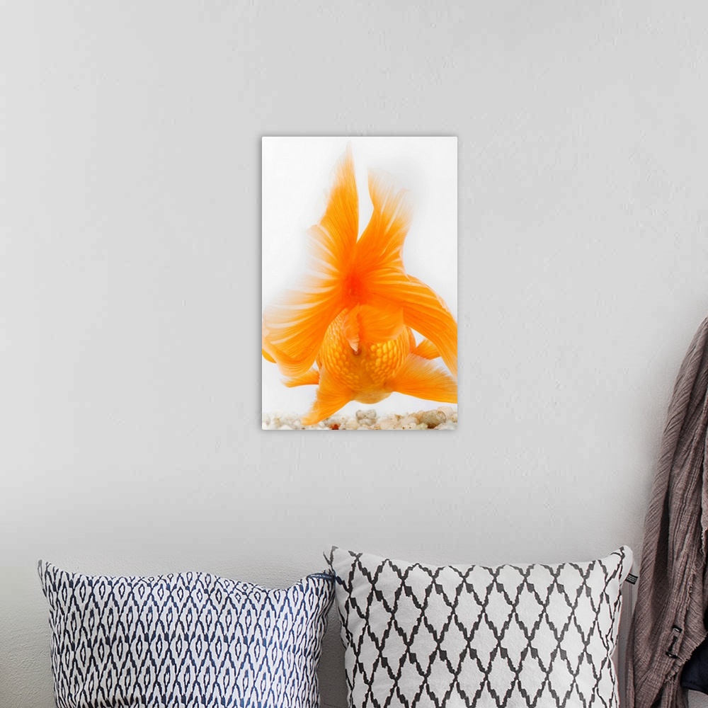 A bohemian room featuring Orange lionhead goldfish (Carassius auratus).  Hooded variety of fancy goldfish. Back view. Studi...