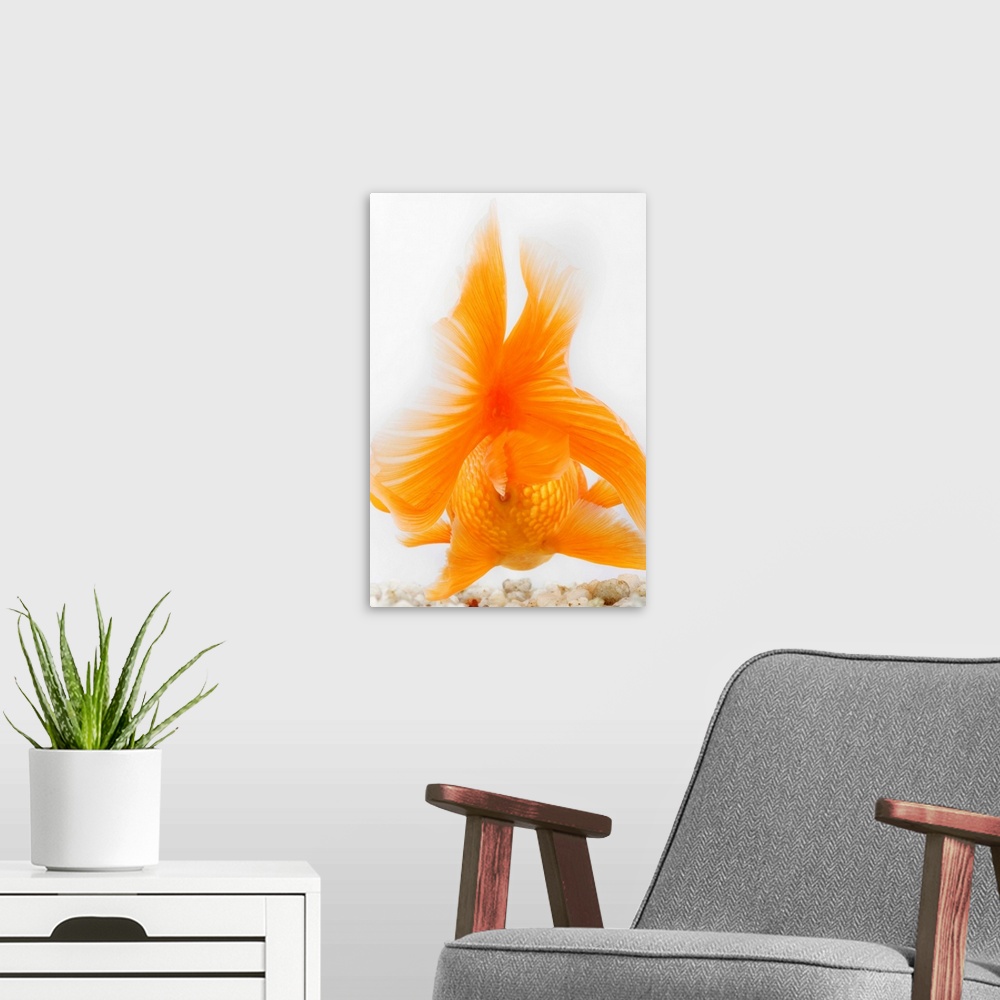 A modern room featuring Orange lionhead goldfish (Carassius auratus).  Hooded variety of fancy goldfish. Back view. Studi...