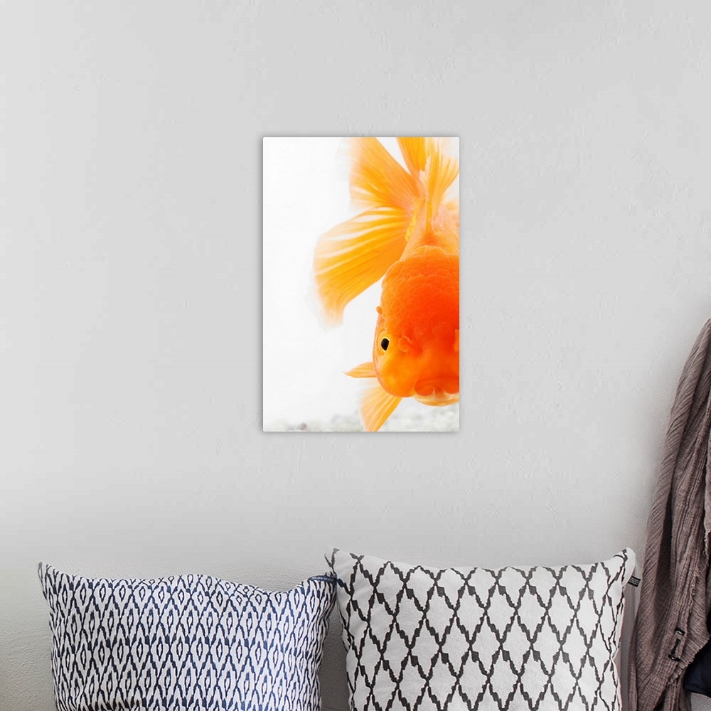 A bohemian room featuring Orange lionhead goldfish (Carassius auratus).  Hooded variety of fancy goldfish. Close-up of face...