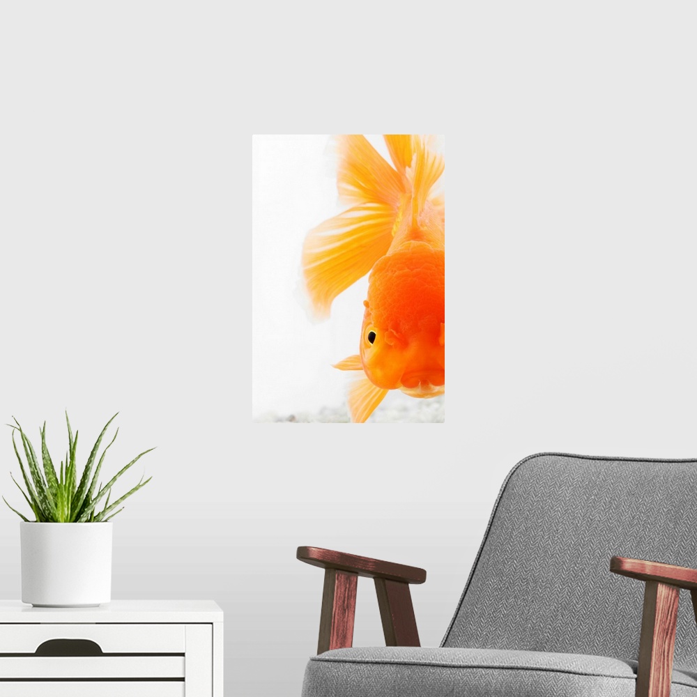 A modern room featuring Orange lionhead goldfish (Carassius auratus).  Hooded variety of fancy goldfish. Close-up of face...