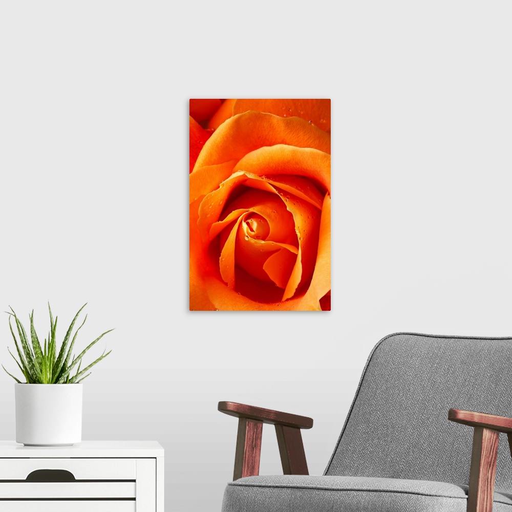 A modern room featuring Orange rose close up with dew