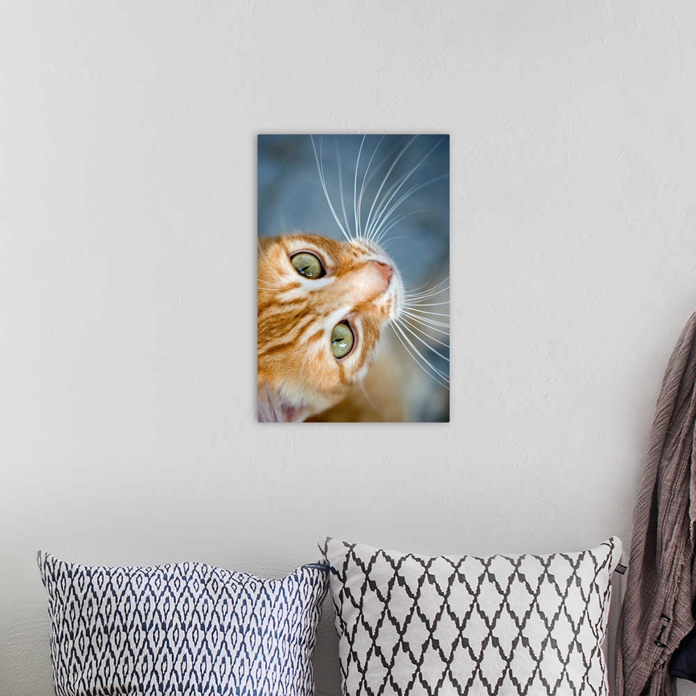 A bohemian room featuring Up-close vertical panoramic photograph of feline with long whiskers.
