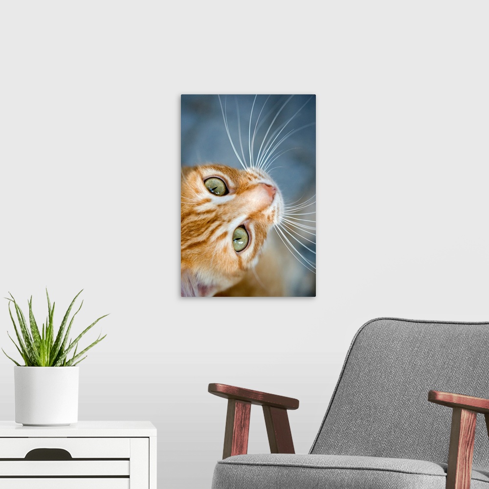 A modern room featuring Up-close vertical panoramic photograph of feline with long whiskers.