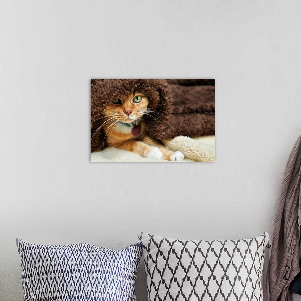 A bohemian room featuring Orange tabby cat peeking out from underneath brown plush blanket.