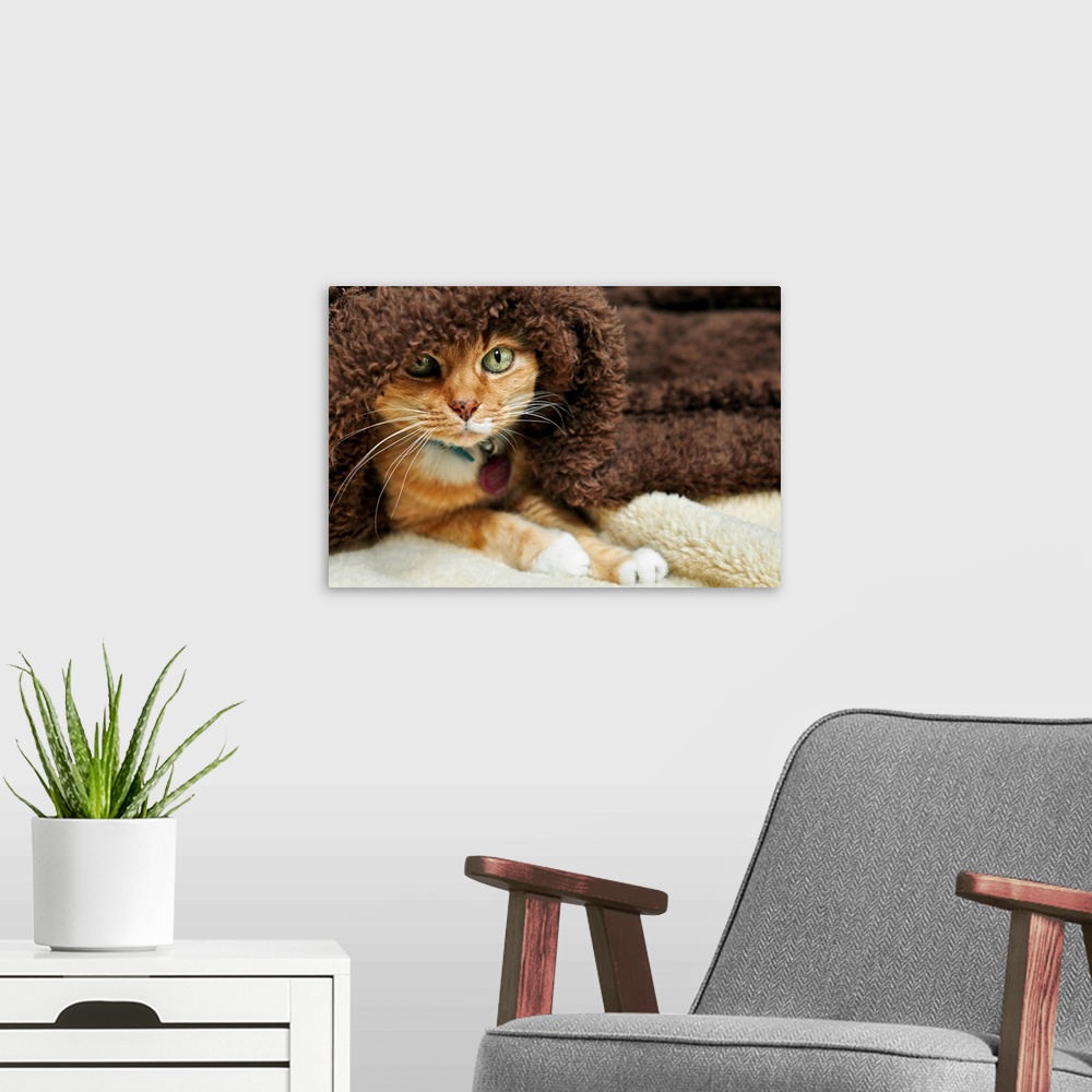 A modern room featuring Orange tabby cat peeking out from underneath brown plush blanket.