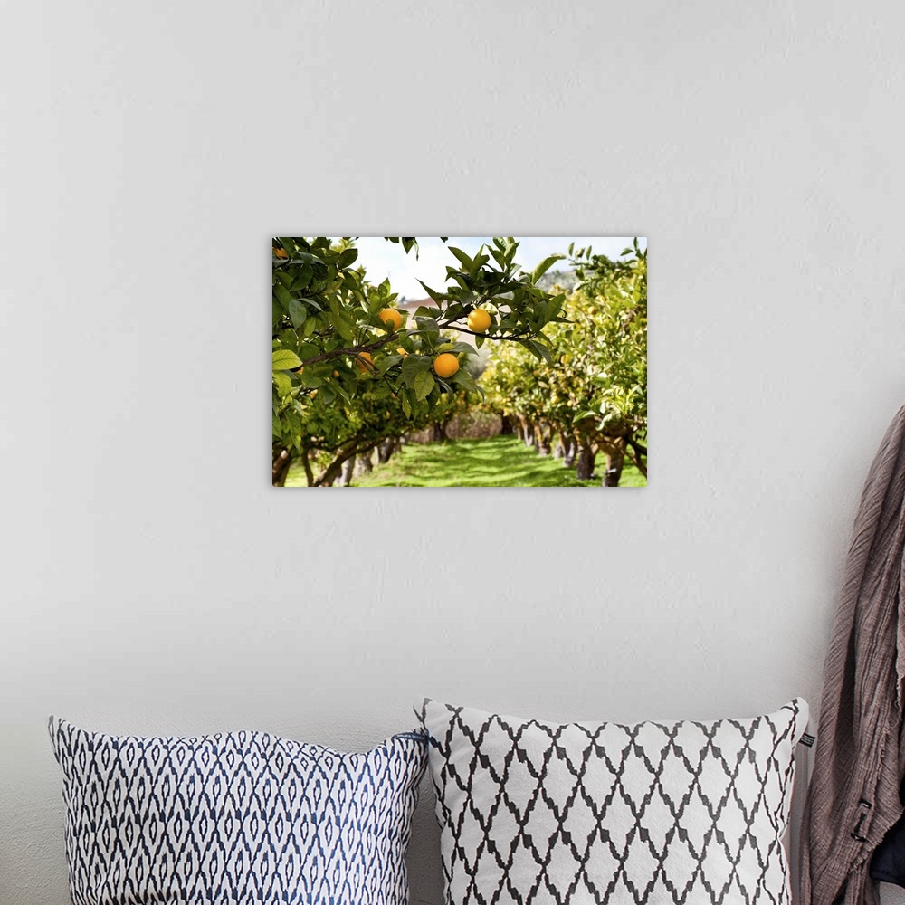 A bohemian room featuring Two rows of Orange trees with close up to some orange fruits.