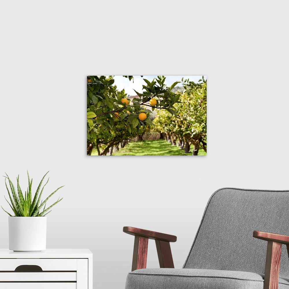 A modern room featuring Two rows of Orange trees with close up to some orange fruits.