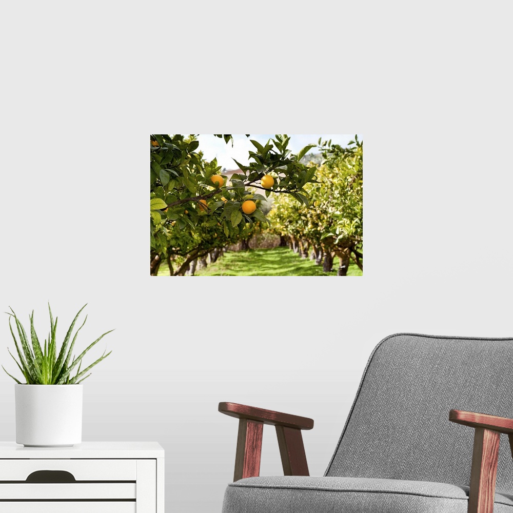 A modern room featuring Two rows of Orange trees with close up to some orange fruits.
